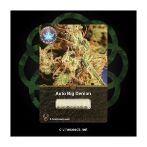 Auto Big Demon