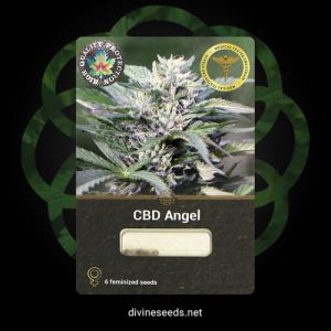 Auto CBD Angel