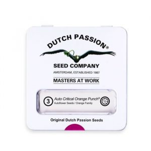 Auto Critical Orange Punch