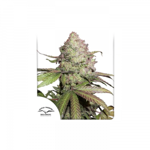 CBD Auto Charlottes Angel