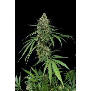 Critical + Feminized