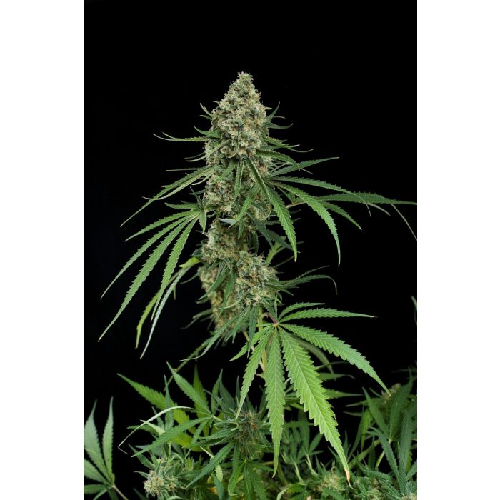 Critical + Feminized