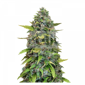 Gorilla Glue Feminized