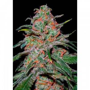 Lemon Skunk Feminized